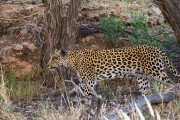 Leopard - Itumeleng and cub
